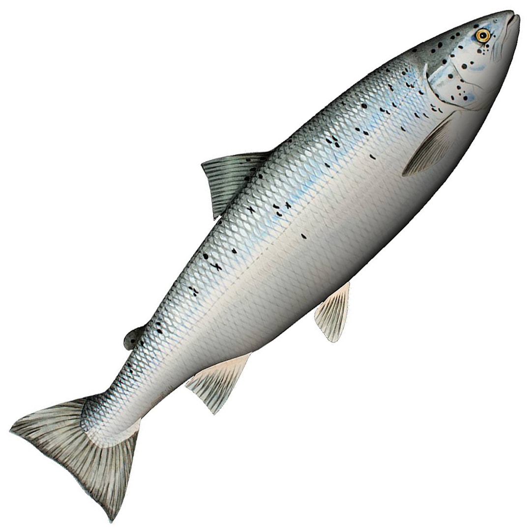Fladen mjukisfisk lax 70 cm - Fladen