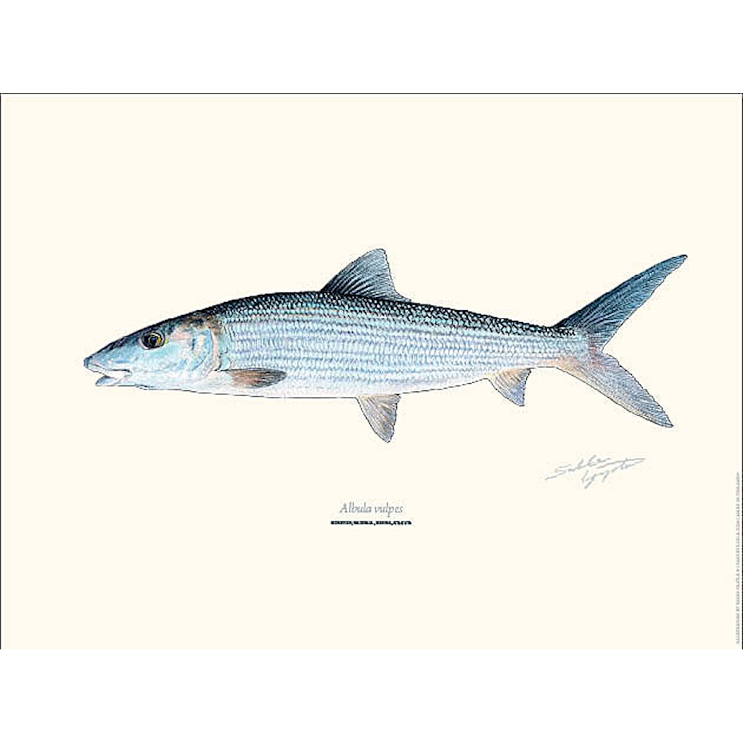 Bening Bonefish 30x40cm poster - Sakke Yrjölä