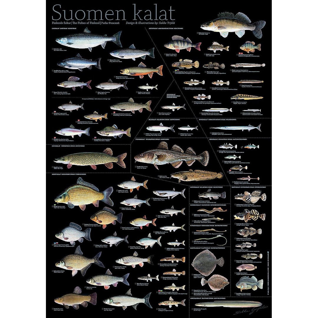 Sakke Yrjölä Finlands fiskar 50x70cm poster, svart - Sakke Yrjölä