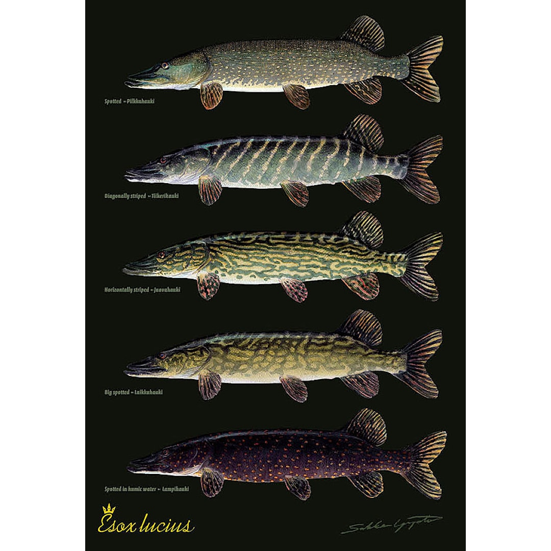 Sakke Yrjölä Gädda Esox Lucius A4 kort - Sakke Yrjölä