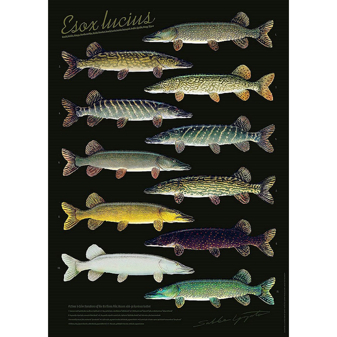 Sakke Yrjölä Gäddans Variationer poster - Sakke Yrjölä