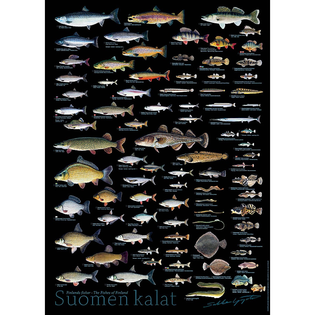 Sakke Yrjölä Finlands fiskar 50x70cm poster, svart - Sakke Yrjölä