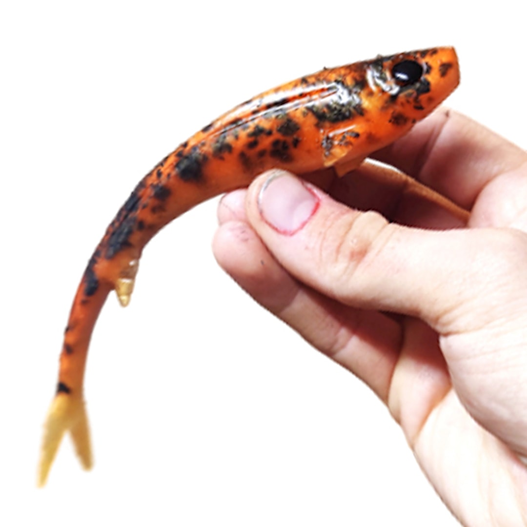 Polarbite Vertical18 18 cm UV Made - Polarbite